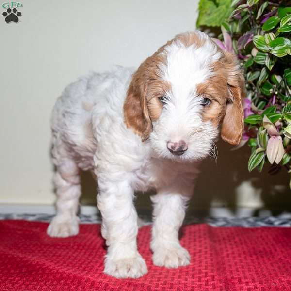 Blossom, Mini Bernedoodle Puppy